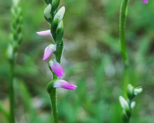 ¥â¥¸¥º¥ê¡Ê