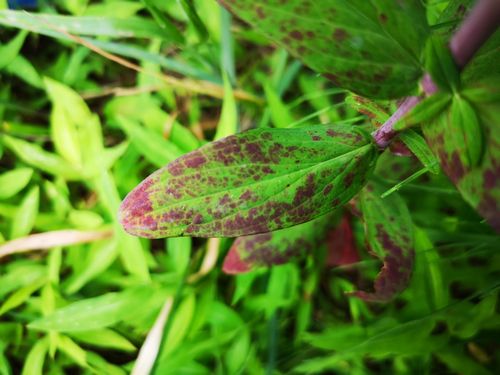 ������ӷ�Ȥ����