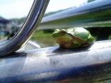 ī�Υǥ�