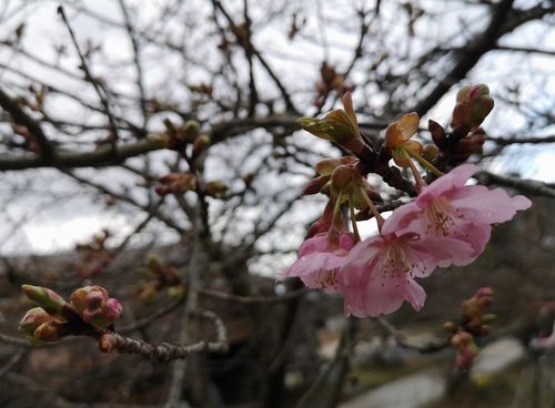 ���ź����餭�Ϥ�Ƥ��ޤ���