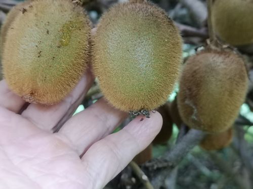 �椬�ȤΥ�������