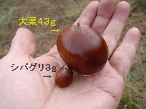 チビ栗とデカ栗を渋皮煮にすることにしました