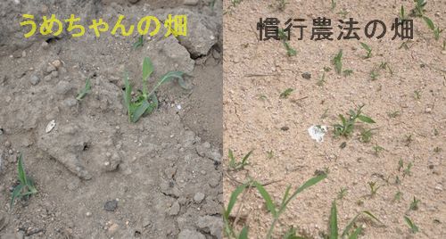 �ڤο��������㤤�ޤ�