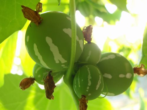 �ʡ��ʤ�ȣ���