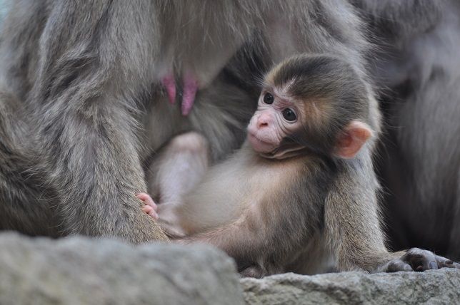 別府温泉 おにやまホテル 高崎山 のシャーロットちゃん Oyazi の温泉日記
