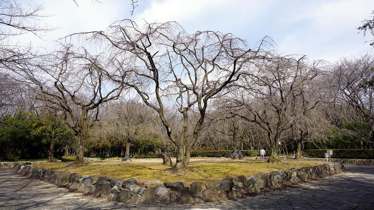 しだれ桜 庄内緑地公園 かげろうの歌 しだれ桜 庄内緑地公園 かげろうの歌