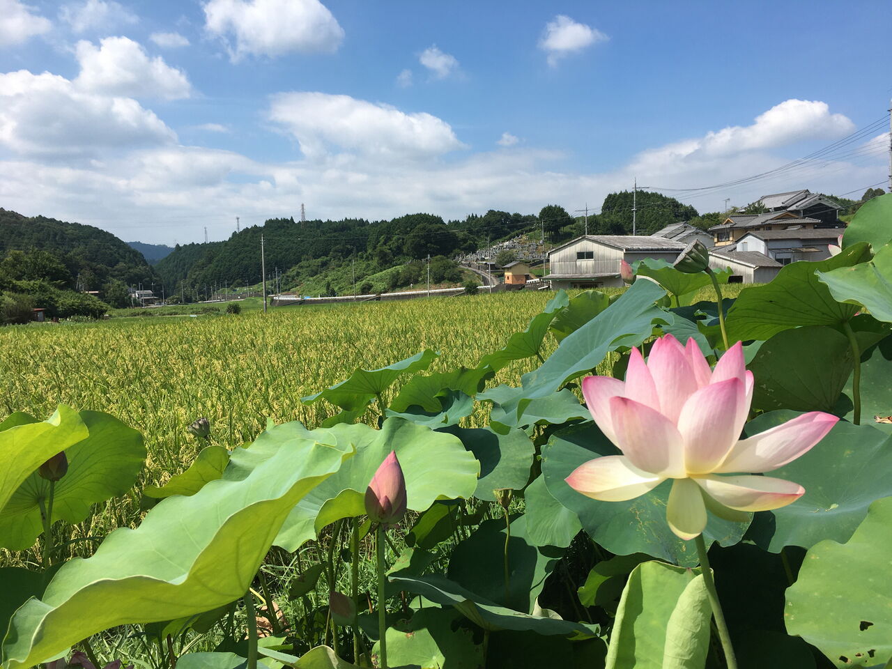 茶畑とハスの花の美しい風景 大淀町中増 大淀町地域おこし協力隊ブログ