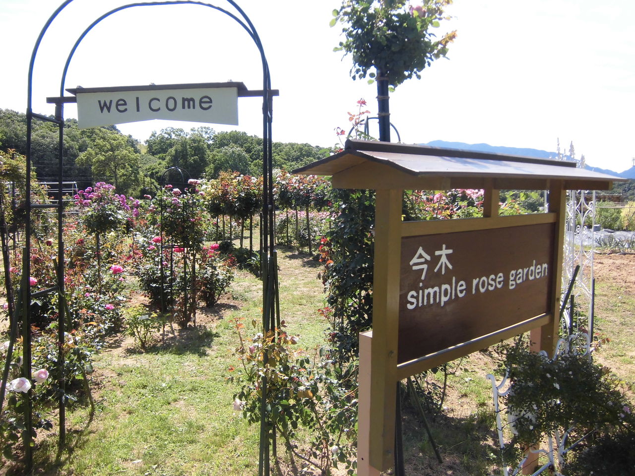 144種類のバラが無料で見放題 大淀町の今木simple Rose Gardenのバラが見頃です 大淀町地域おこし協力隊ブログ 144種類のバラが無料で見放題 大淀町の今木simple Rose Gardenのバラが見頃です 大淀町地域おこし協力隊ブログ