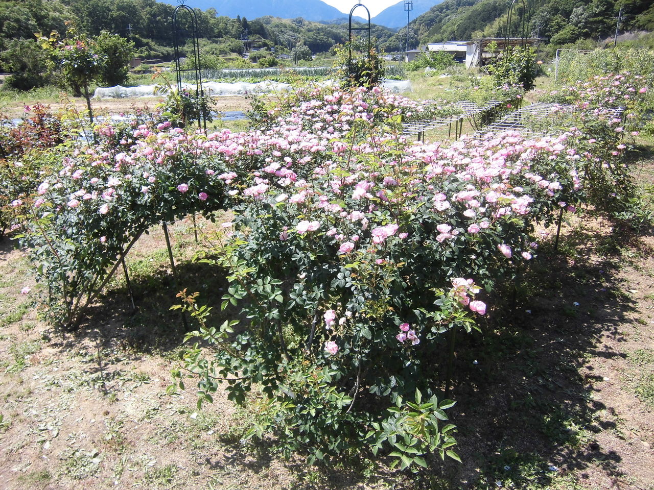 144種類のバラが無料で見放題 大淀町の今木simple Rose Gardenのバラが見頃です 大淀町地域おこし協力隊ブログ 144種類のバラが無料で見放題 大淀町の今木simple Rose Gardenのバラが見頃です 大淀町地域おこし協力隊ブログ