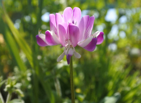 ゲンゲ レンゲソウ 山で遊ぶ 生き物に出会うbyおおよど企画
