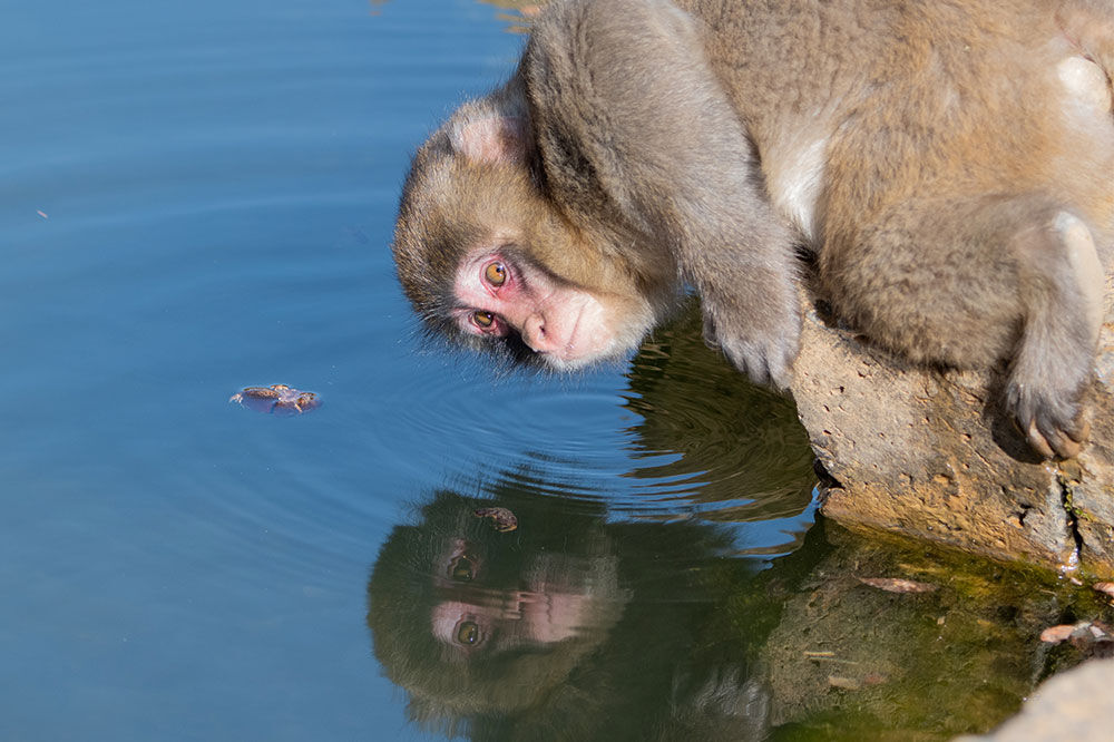 お猿は面白い 山で遊ぶ 生き物に出会うbyおおよど企画