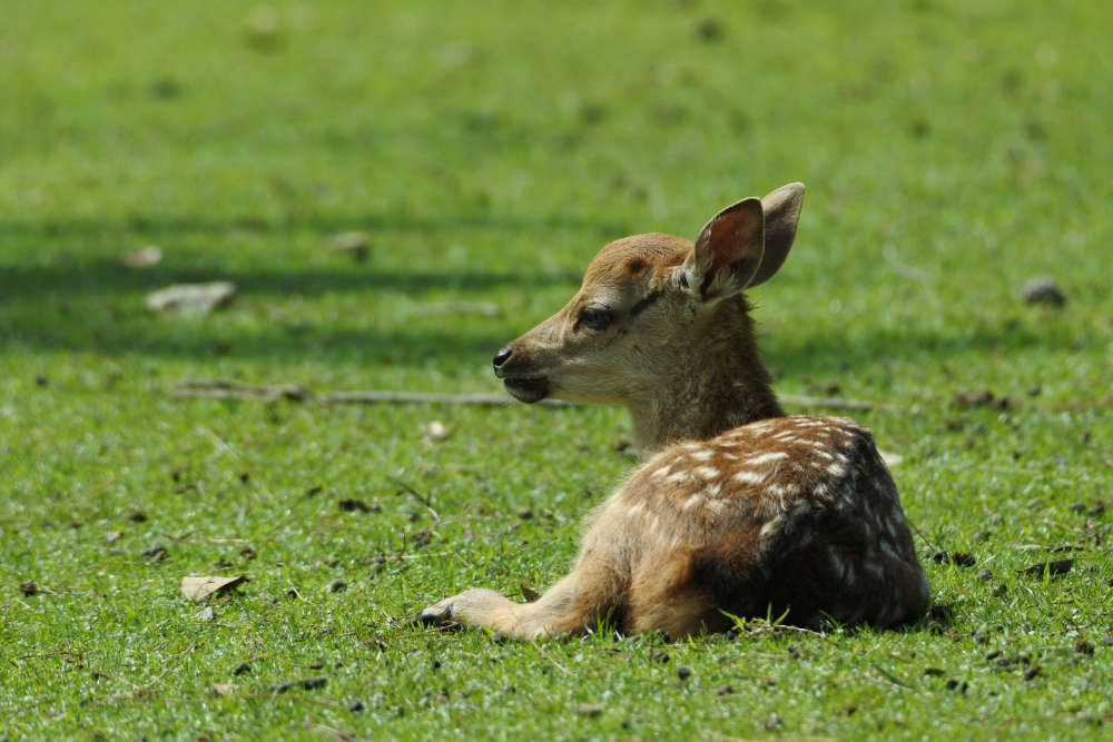 ニホンジカ（ホンシュウジカ） : 山で遊ぶ、生き物に出会うbyおおよど企画
