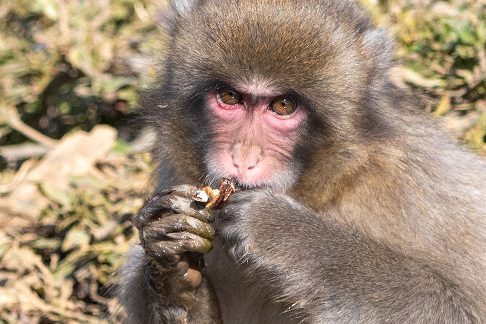 お猿は面白い 山で遊ぶ 生き物に出会うbyおおよど企画