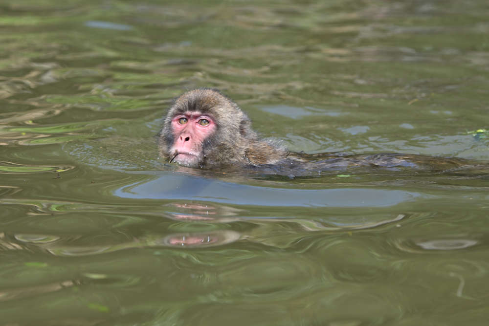 嵐山モンキーパークいわたやま お猿は面白い 夏篇 山で遊ぶ 生き物に出会うbyおおよど企画