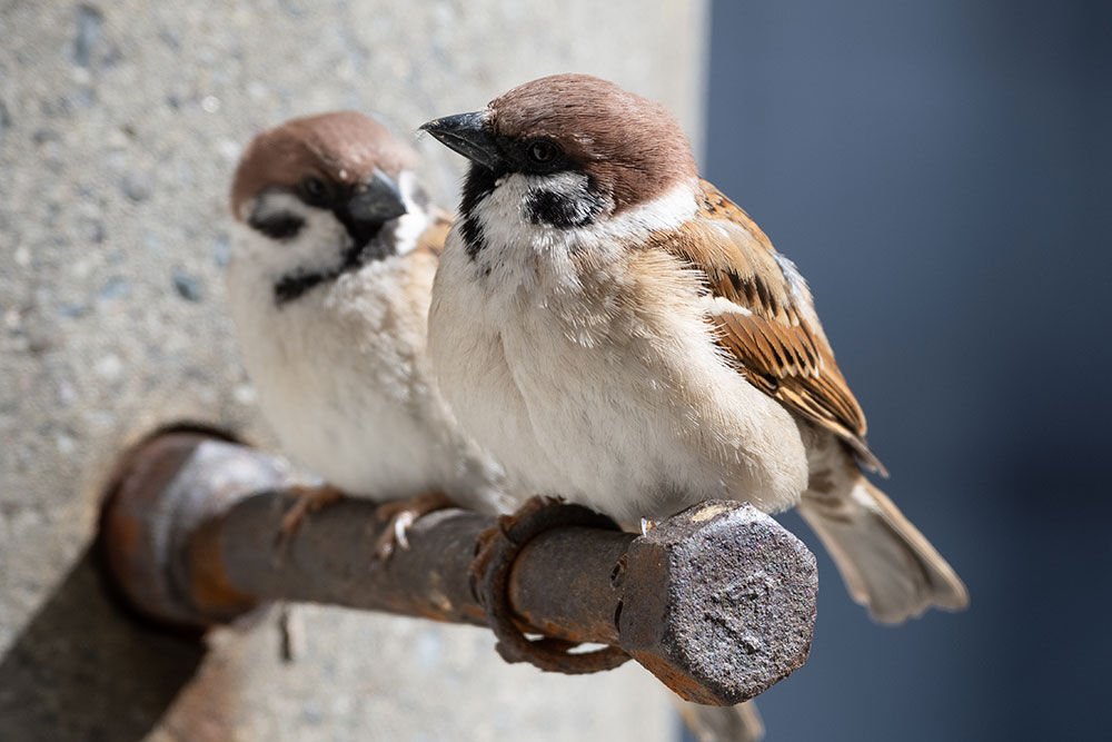 22年3月27日のお客さま チキチキチキチキの意味 スズメ食堂
