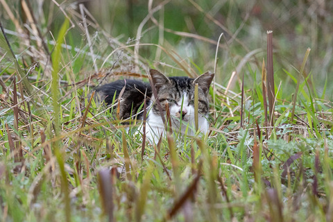 淀川河川敷に行ってきました。その1 : スズメ食堂