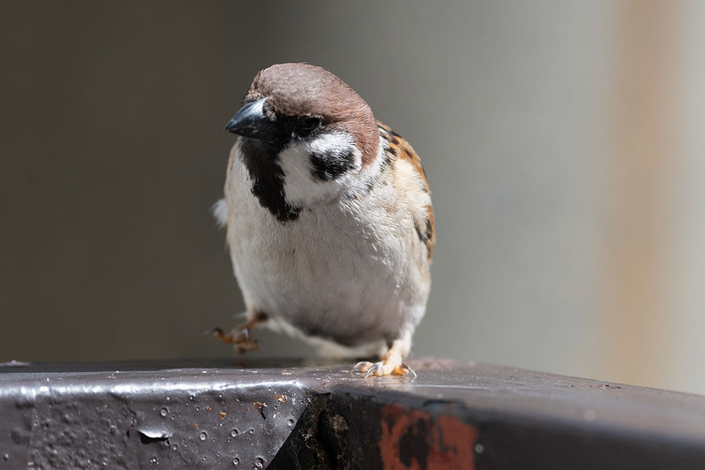 22年3月27日のお客さま チキチキチキチキの意味 スズメ食堂