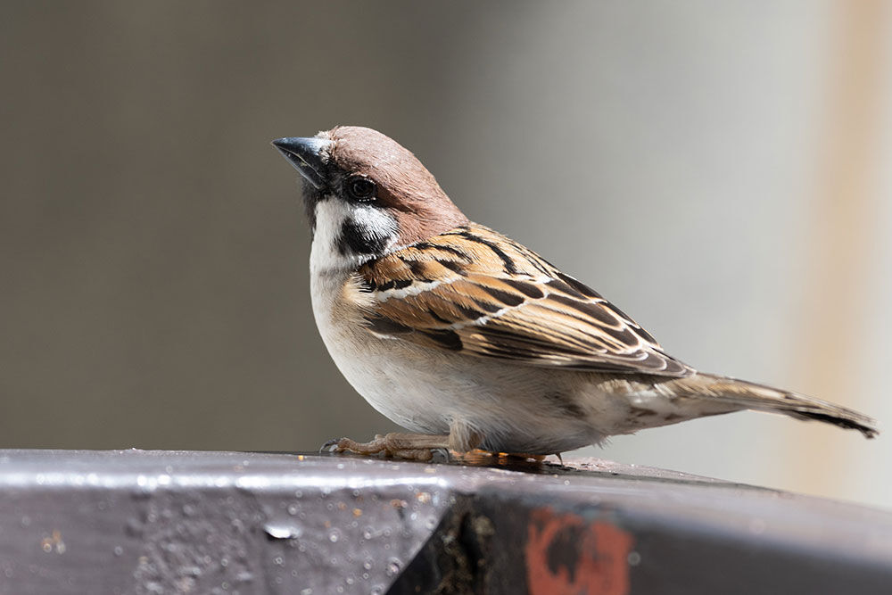 22年3月27日のお客さま チキチキチキチキの意味 スズメ食堂