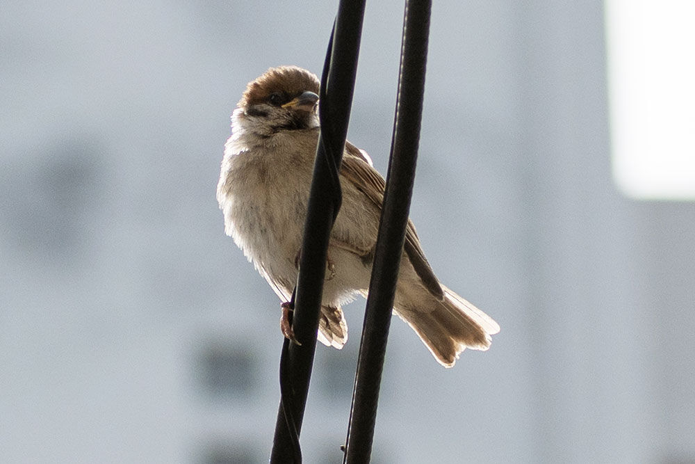 22年6月13日のお客さま ヒナヒナがやって来た スズメ食堂