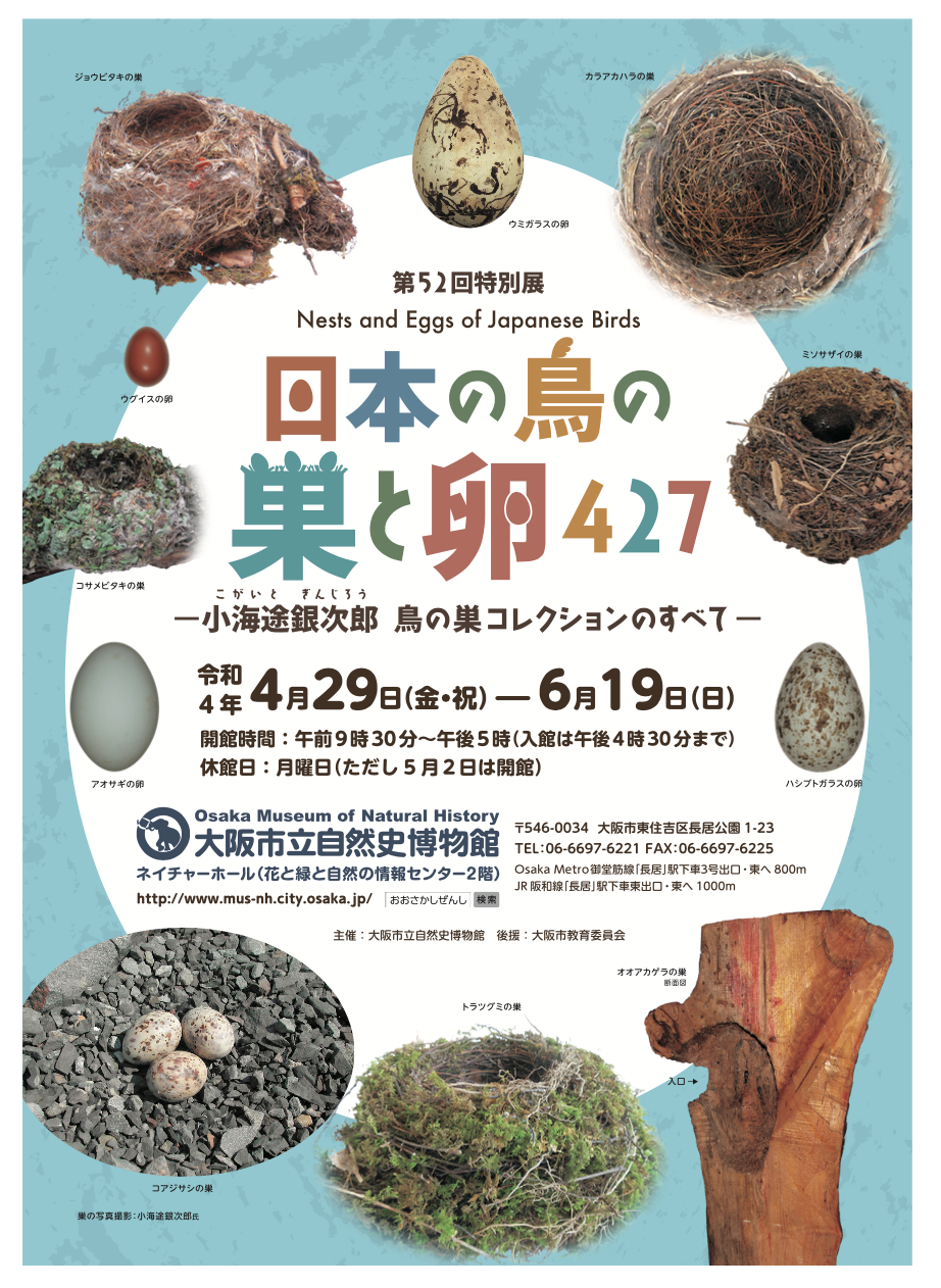 日本の鳥の巣と卵427」展に行って来ました。 : スズメ食堂