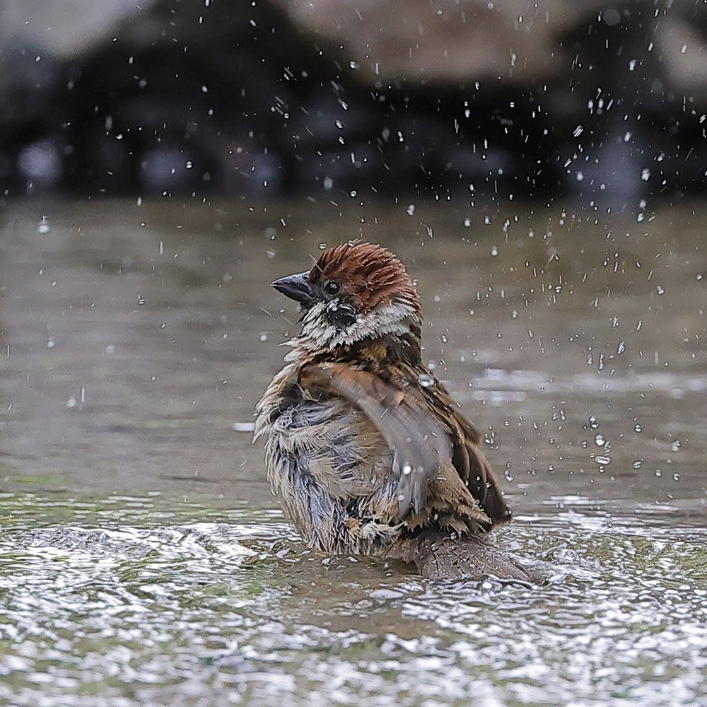 5月鳥散歩の会お客さんのお写真 スズメ食堂