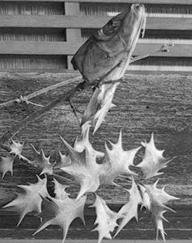 レビュー 柊鰯 よい子わるい子ふつうの子２ 仮