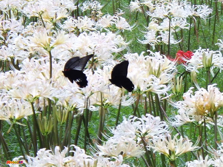 福岡県 不老山正光寺 白い彼岸花まつり 好きっちゃ 温泉 福岡県 不老山正光寺 白い彼岸花まつり 好きっちゃ 温泉