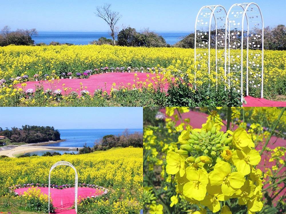 大分県 長崎鼻リゾートキャンプ場 花公園 花の岬 香々地 好きっちゃ 温泉