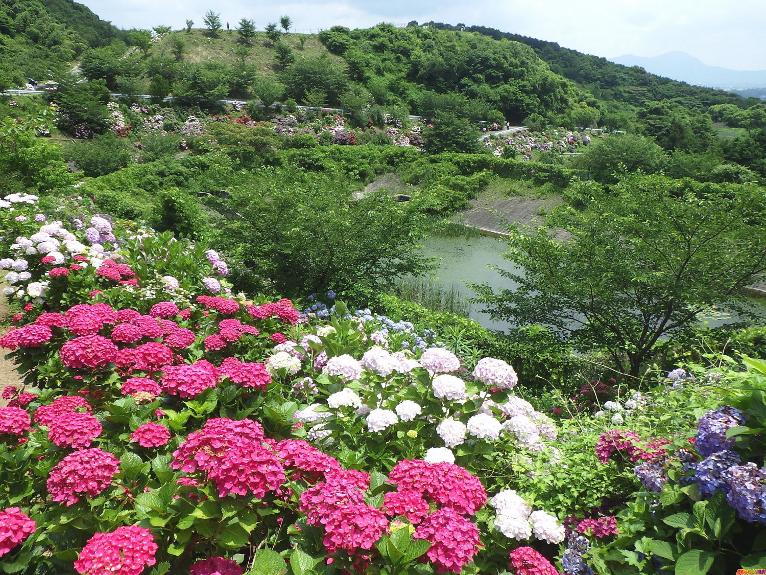 福岡県 金山あじさい園 好きっちゃ 温泉 福岡県 金山あじさい園 好きっちゃ 温泉