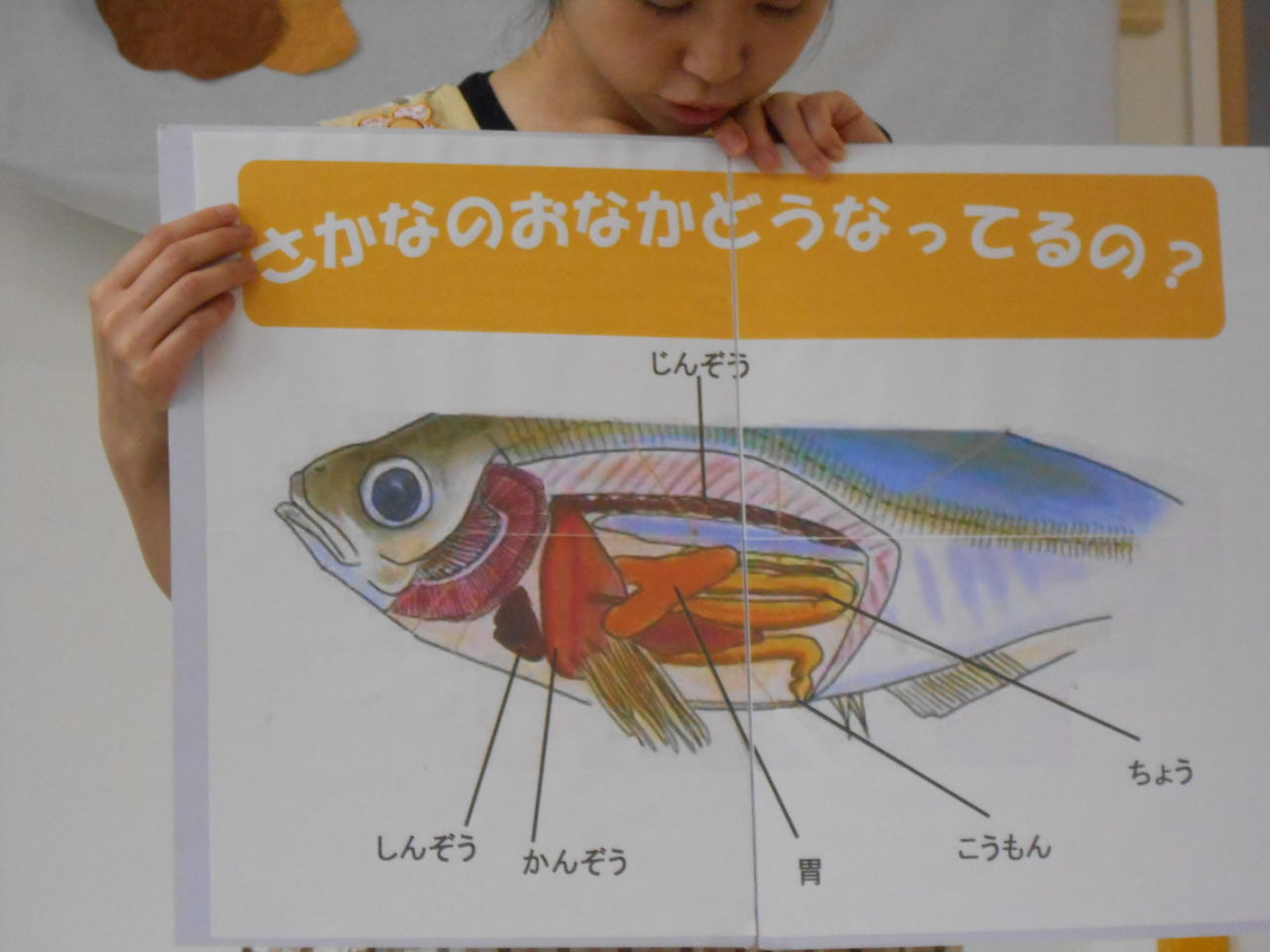 食育 あじの解体 おゆみ野すきっぷ保育園 食育 あじの解体 おゆみ野すきっぷ保育園