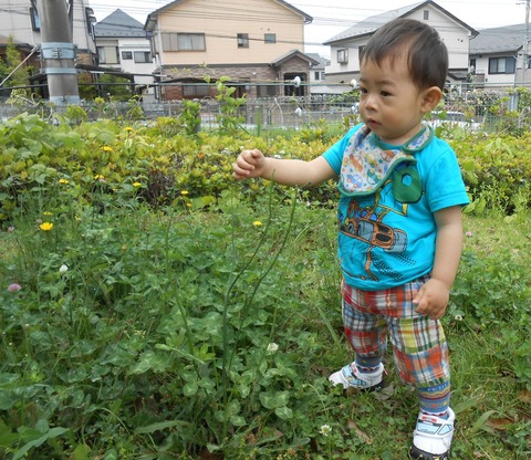 お花がいっぱい