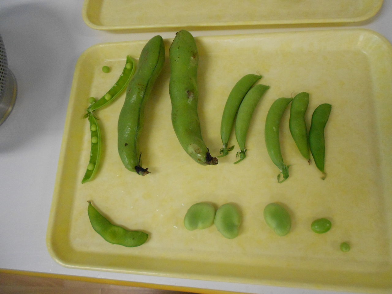 そら豆の皮むきできるかな おゆみ野すきっぷ保育園 そら豆の皮むきできるかな おゆみ野すきっぷ保育園