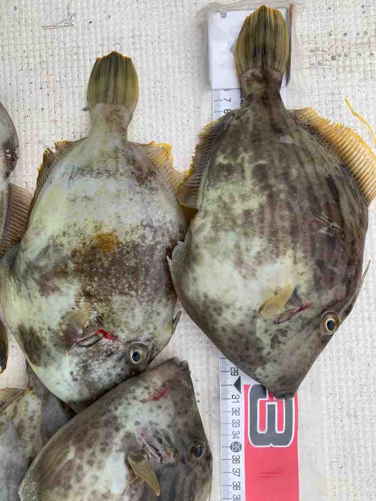 12 7 カワハギ絶好調 Oz Fishingclub 釣りブログ