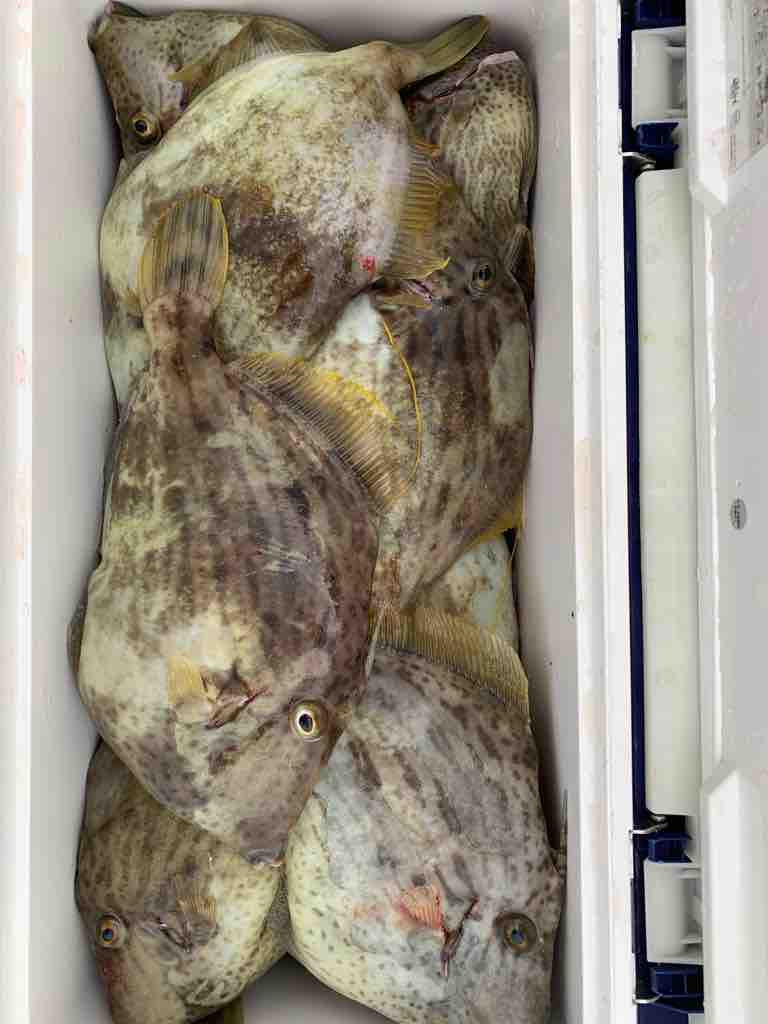 12 7 カワハギ絶好調 Oz Fishingclub 釣りブログ