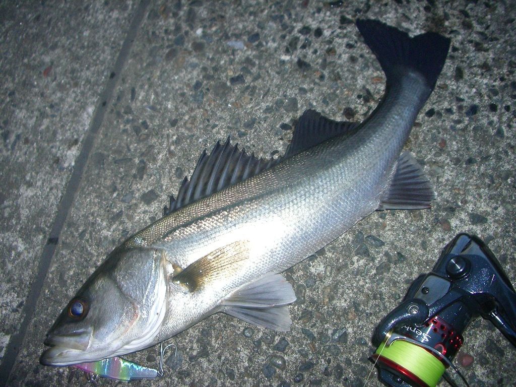 What A Wonderful World 釣り