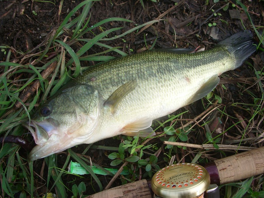 What A Wonderful World 釣り