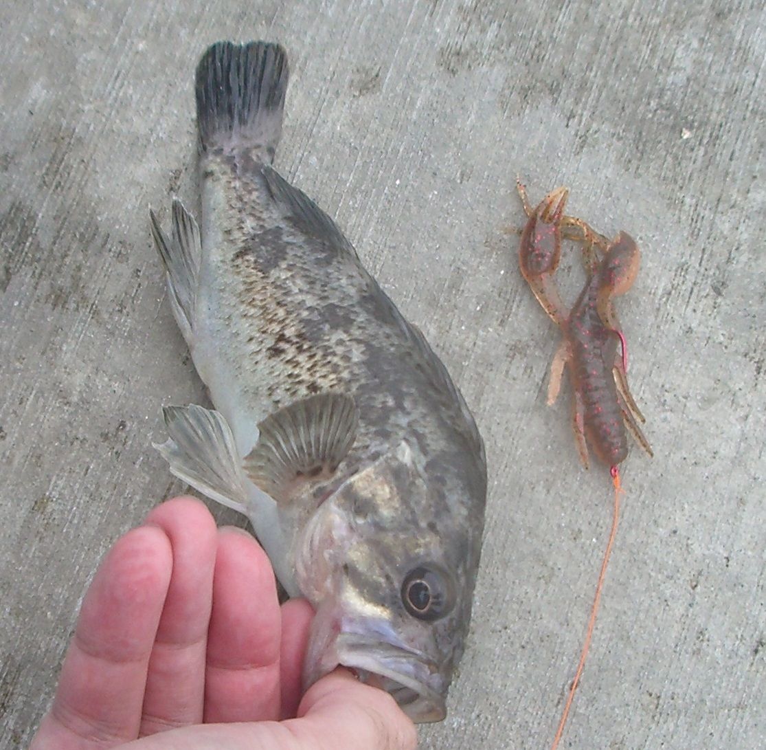 What A Wonderful World 釣り