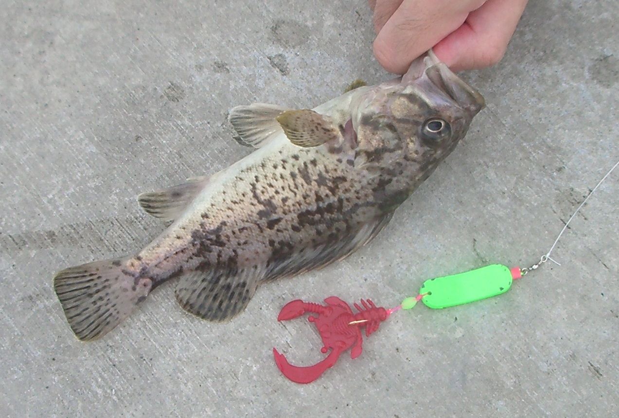 What A Wonderful World 釣り