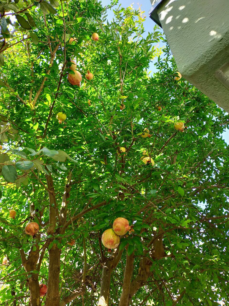 割れる前に柘榴の収穫 Kamihoshikawanja