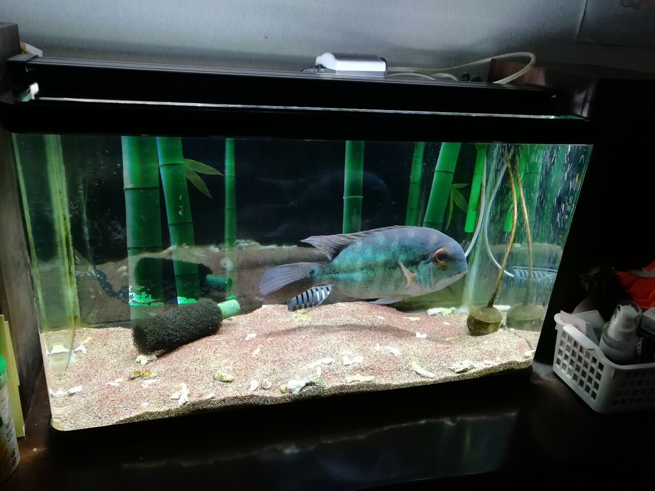 熱帯魚 Kamihoshikawanja
