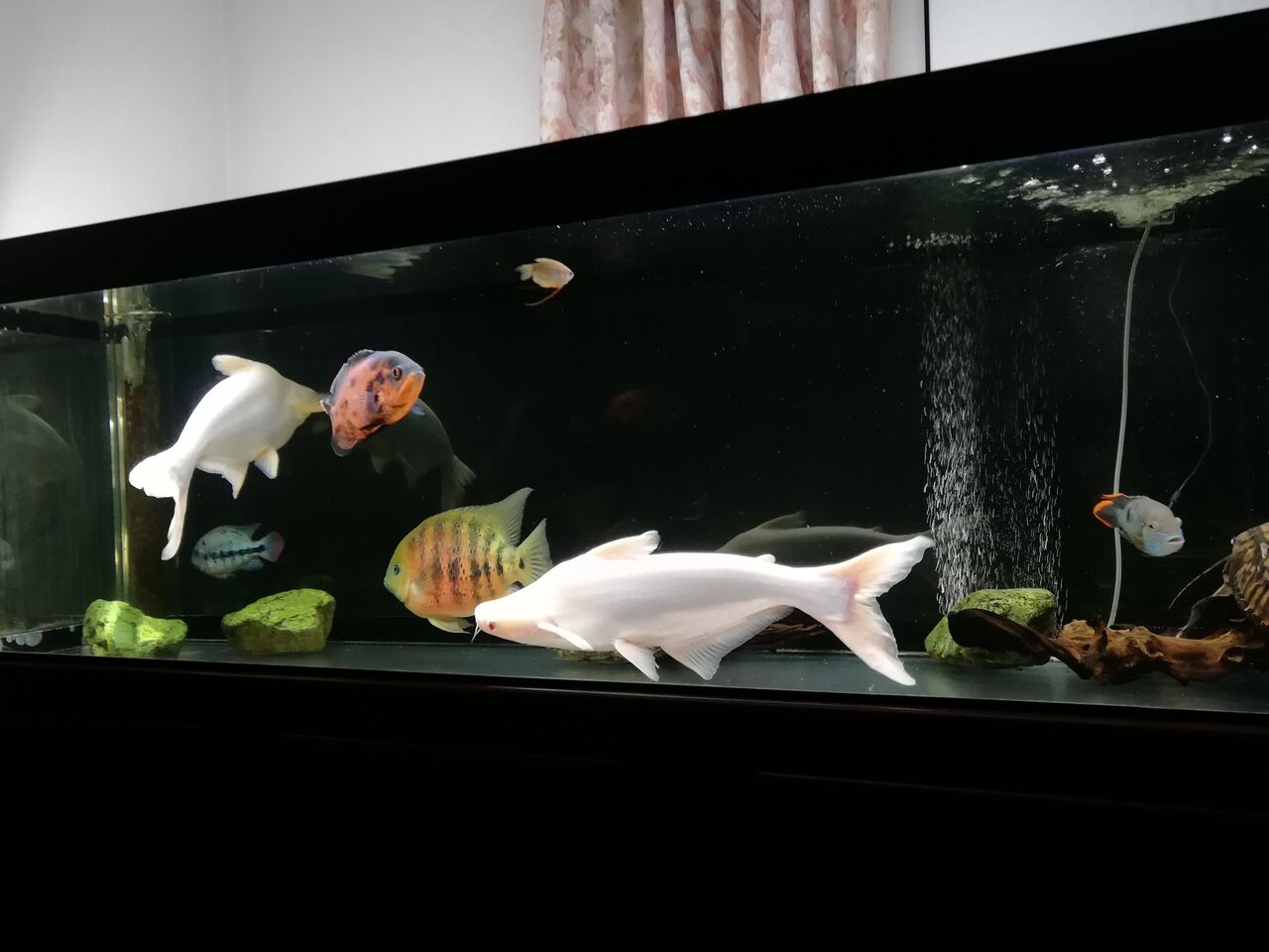 熱帯魚 Kamihoshikawanja