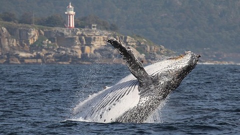 whales-in-sydney