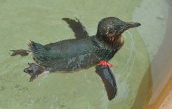penguin
