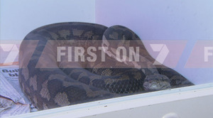 snake3