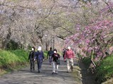 徳佐のしだれ桜