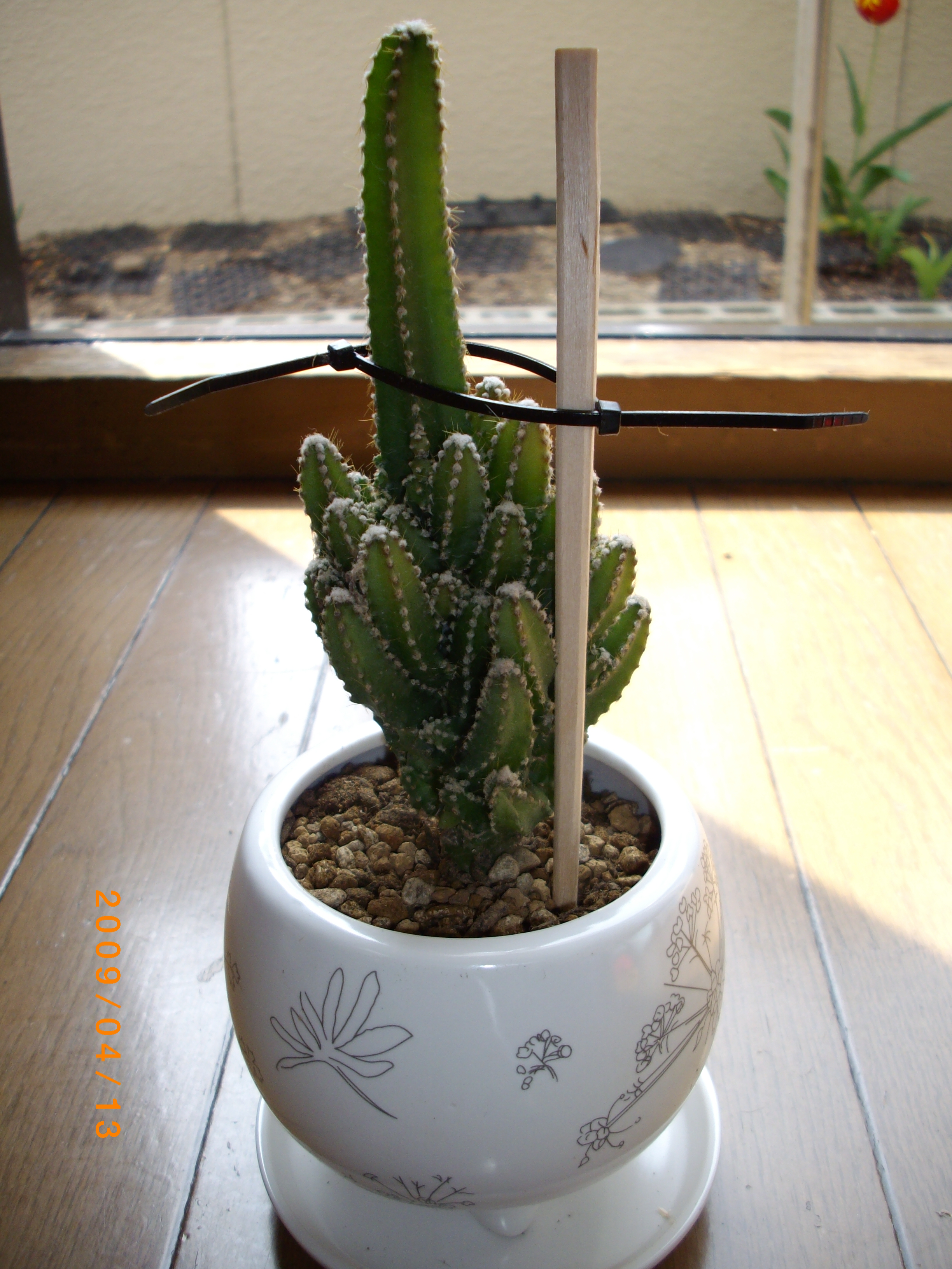 サボテン植え替え 2 まぁくんの徒然なるままに