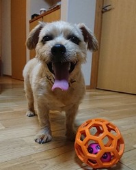 ハル5歳