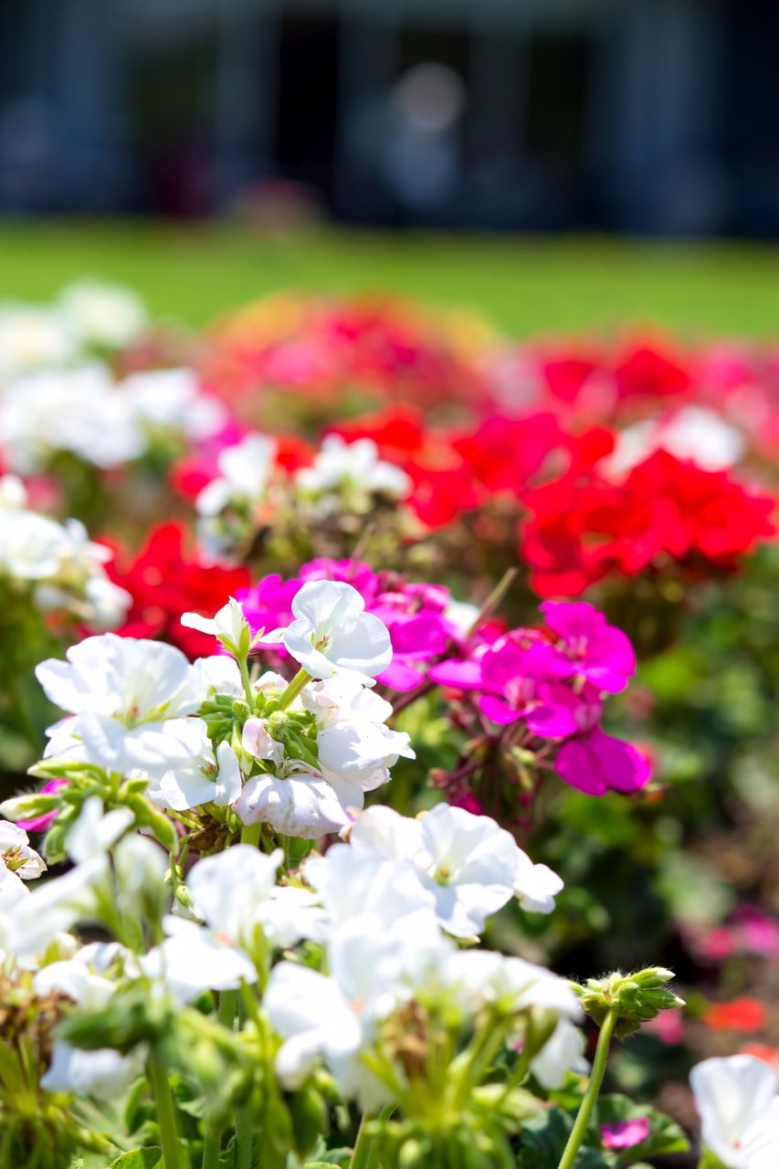 小さい頃に蜜を吸ったことがある サルビア 日記のドリーム