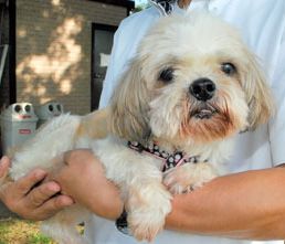 悲報 東京ドイツ村 のドッグランに置き去りのシーズー犬カール 心臓に持病があり薬が手放せない ネットではだから捨てたのかと炎上騒ぎ 一糸のblog