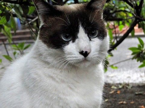 ニュース 東京都大田区の公園で猫の連続不審死 放置された猫の餌の魚フレークから毒物のエチレングリコール検出 子供まで危険に晒される恐れ 画像 一糸のblog ニュース 東京都大田区の公園で猫の連続不審死 放置された猫の餌の魚フレークから毒物のエチレングリコール検出 子供まで危険に晒される恐れ 画像 一糸のblog